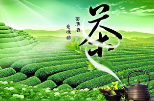 茶文化体验活动主题名称